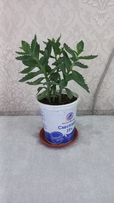 Комнатные цветы излишки