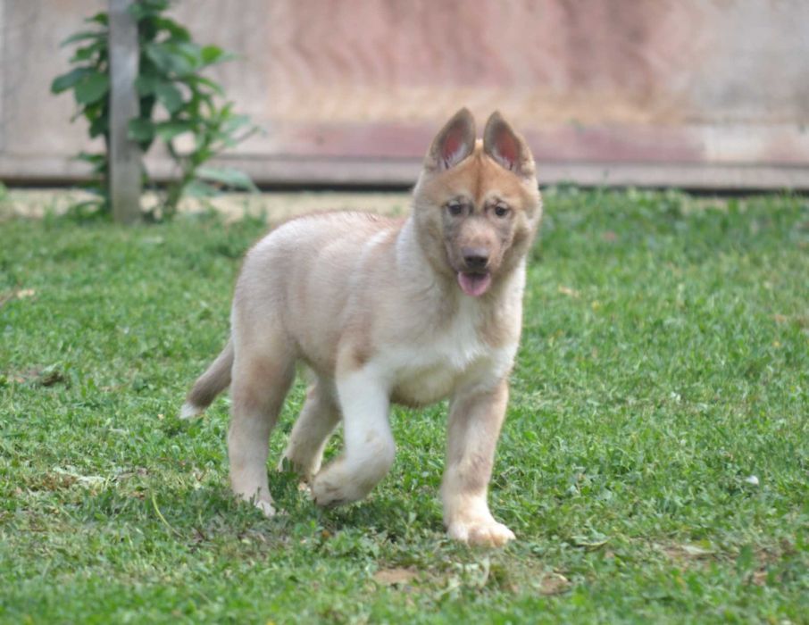 Husky Siberian cu pedigree