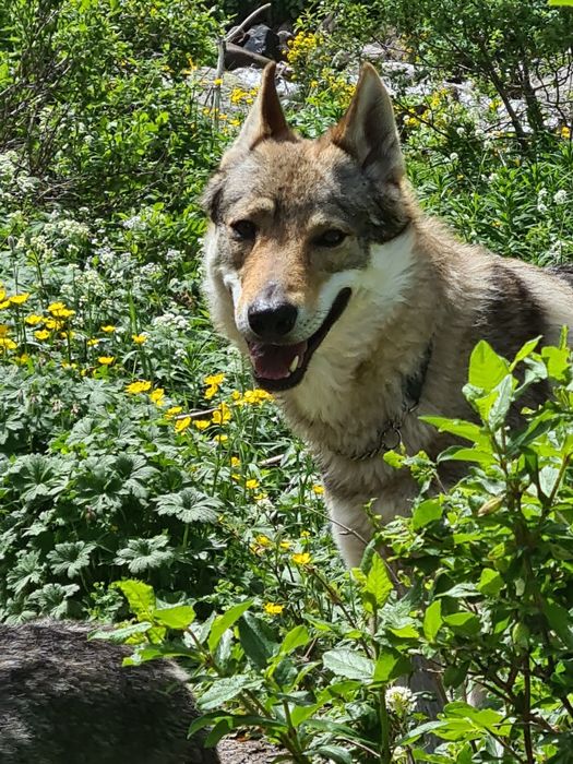 Реабилитация собак через ЛФК