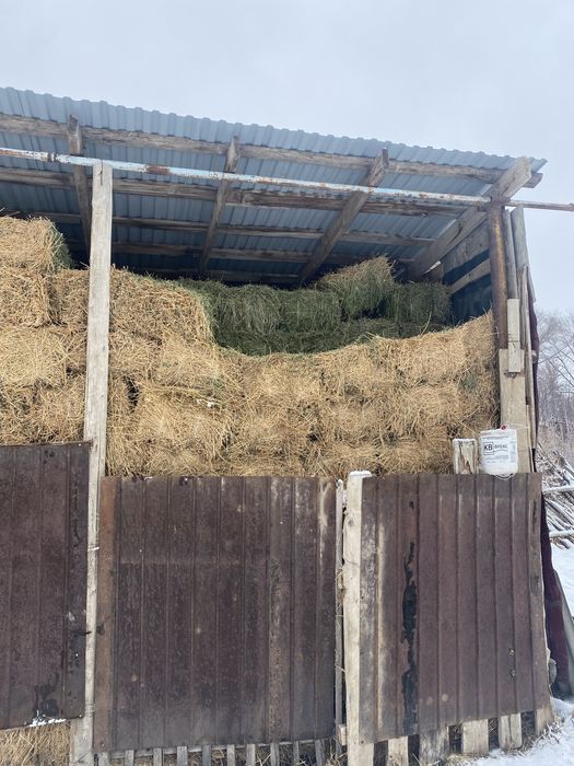 Продам люцерна, клевер. Жоңышқа сатамын.