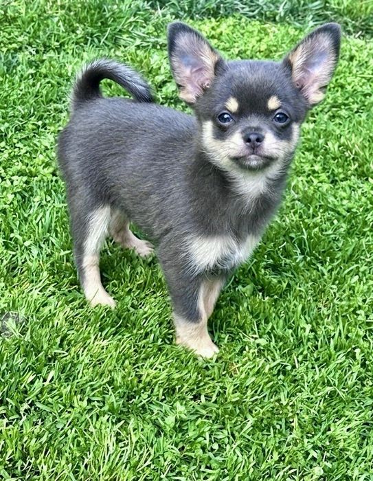 Топ Мъжко Чихуахуа Син Тен