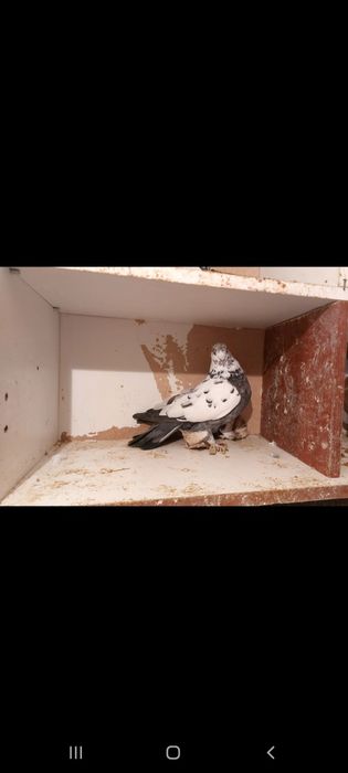 Продам бойных голубей