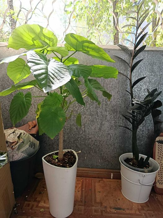Фикус Умбелата (Ficus umbellata), Ficus triangularis Coconut Cream