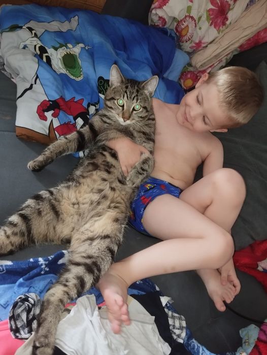 Продам котят майкуна(смесь сеамец)