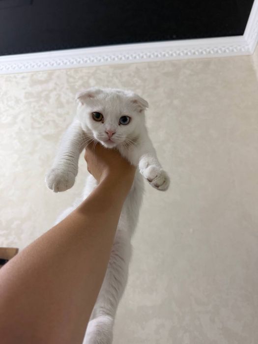 Продаю котята в добри руки