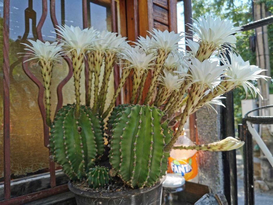 Бял, розов и жълт цъфтящ кактус Ехинопсис (Echinopsis eyriesii)