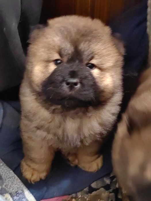 Чау-Чау малки кученца