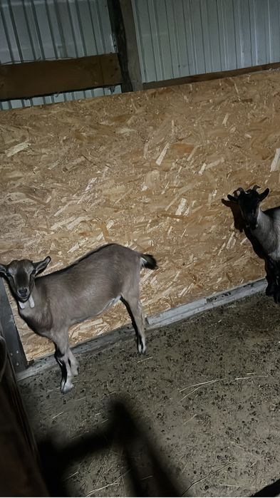 Козы занен и альпиская