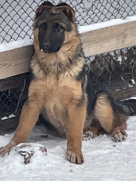 Щенки немецкой овчарки