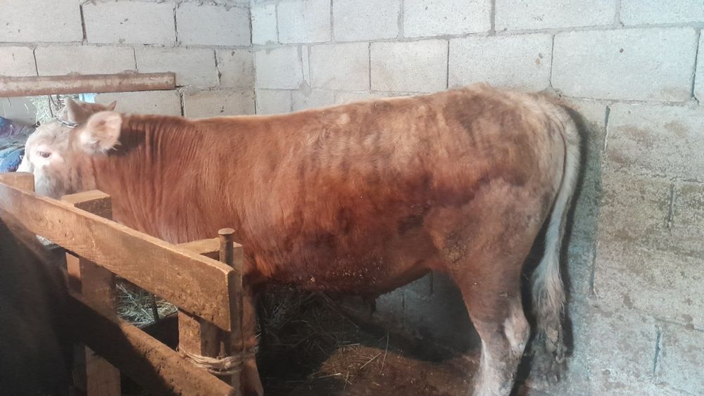 Продам Бычка 1.5 года