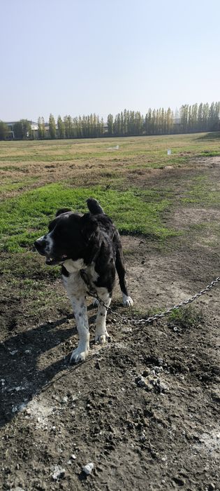 alabay 3 yosh ( алабай 3 года)