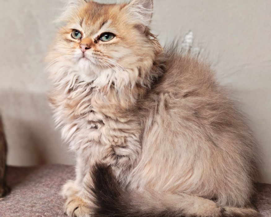 British longhair