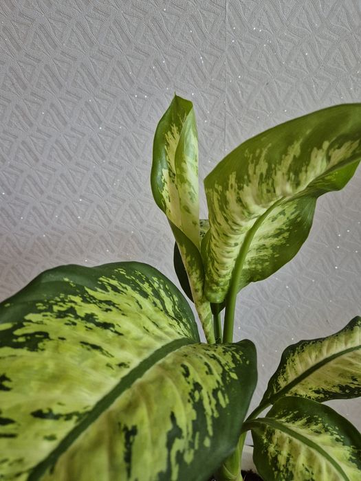 Продам дифенбахию комнатный цветок