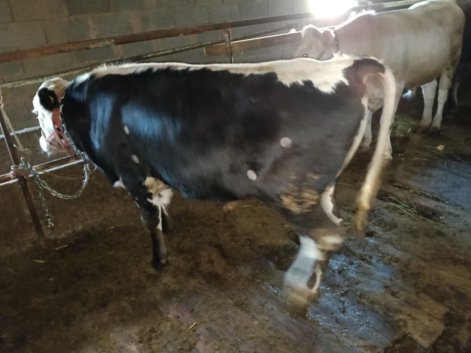 Бұқа сатылады 7 ай байланған