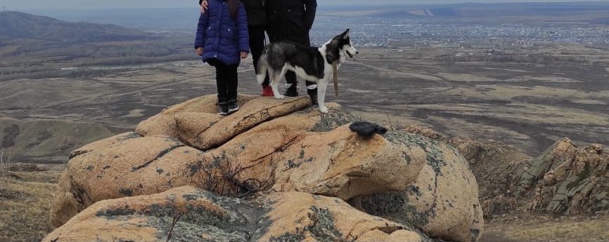 Кобель ищет невесту