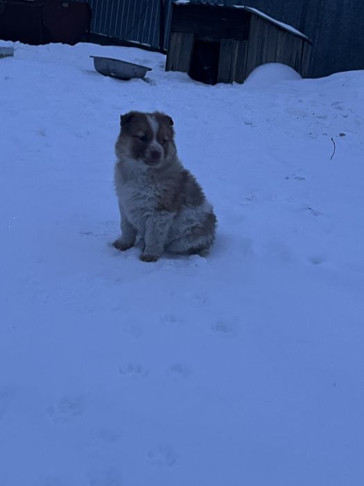 Продаю щенков хаски