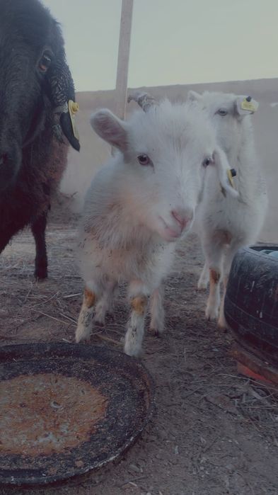 Занен лақтары сатылады