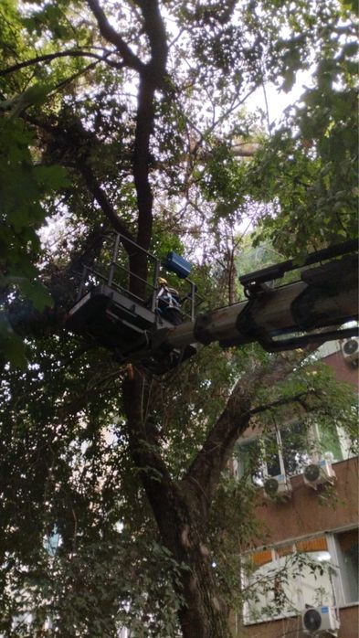 Ағаш кесу спил деревье