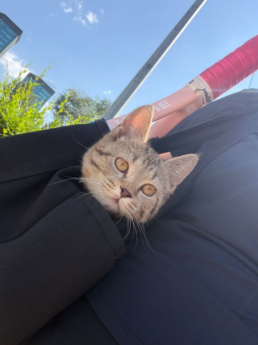 Найдена кошка, котенок