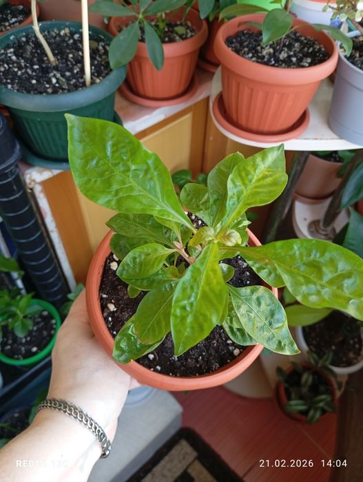 Продам цветы комнатные