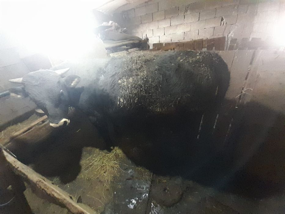 Бука сатамын 1 жасар семинар жемде тур