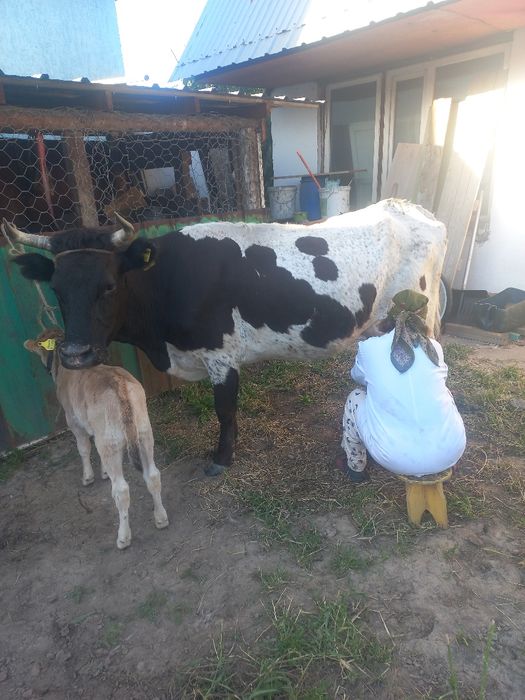 Продам дойная корова