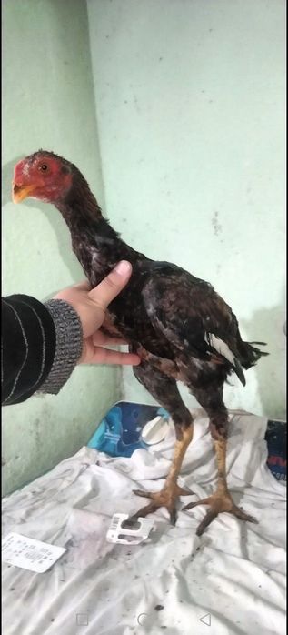 Дакан Жожалар Сотилади!