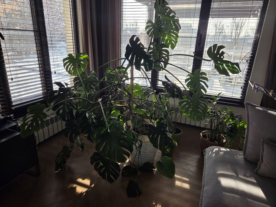 Растение Монстера большое