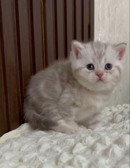 Продается Чистокровный скоттиш страйт мальчик