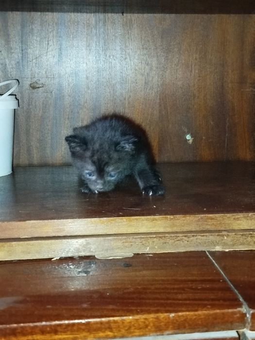 Siam skotc folt bolalari