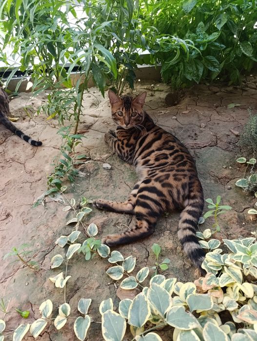 Mushuk sotilad tozza bengal