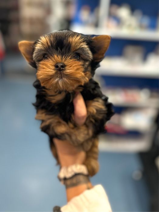Мини йоркширски териер