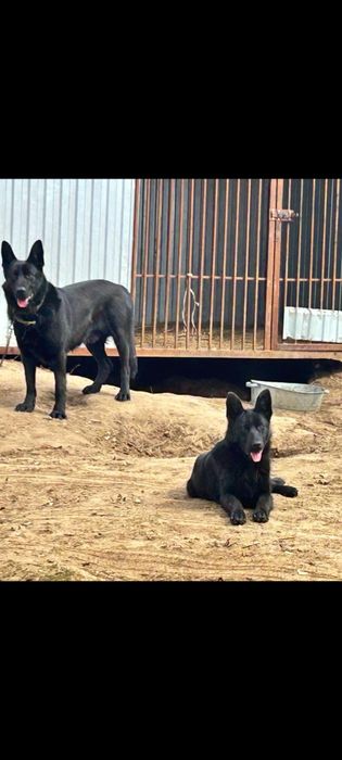 Щенки немецкой овчарки, Чисто Черные.