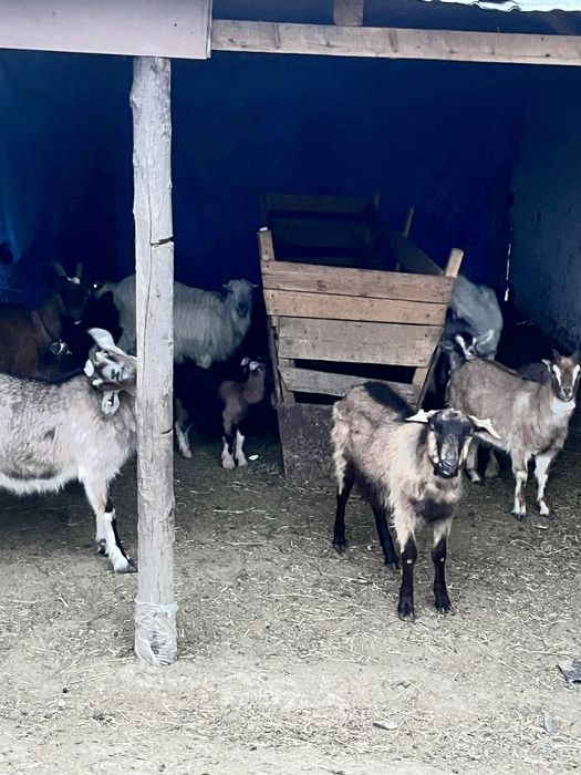 Vand 6 capre ci iezi