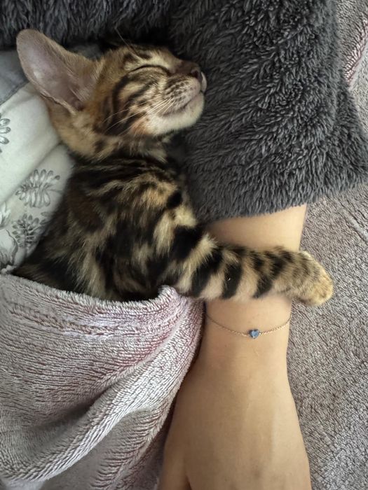 Pui Bengal pur – 10 săptămâni – Mascul