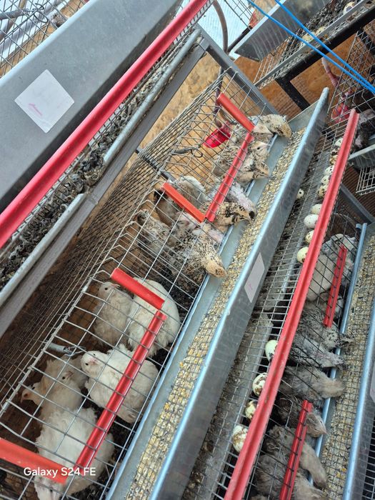 Vând prepelițe și oua de prepeliță