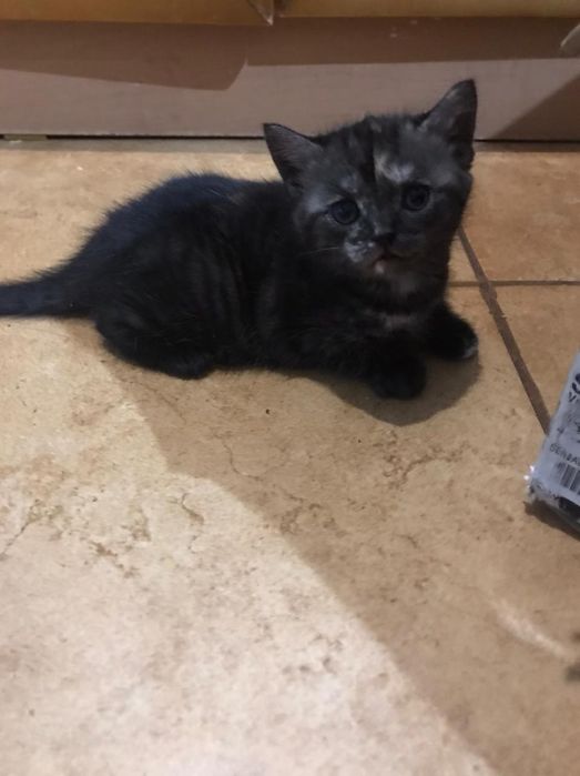 Котята в добрые руки!