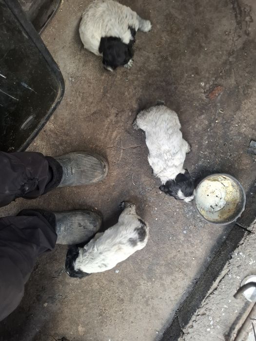 Щенки спаниэля.   .