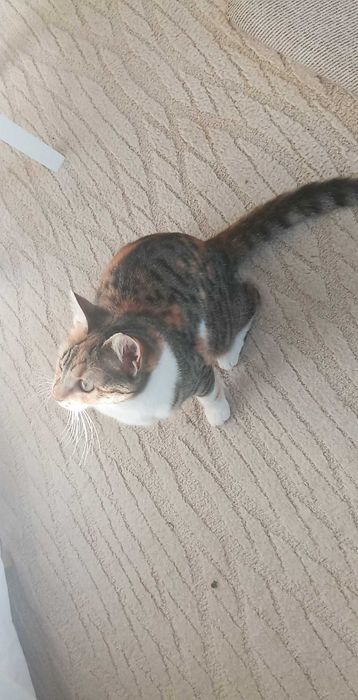 Търсим дом за Шери и Роши