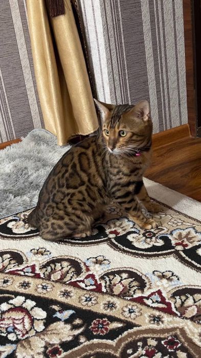 Чисто кровный бенгальский кот