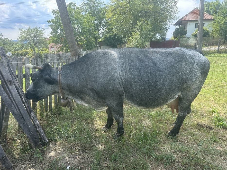 Vaca Albastru Belgian