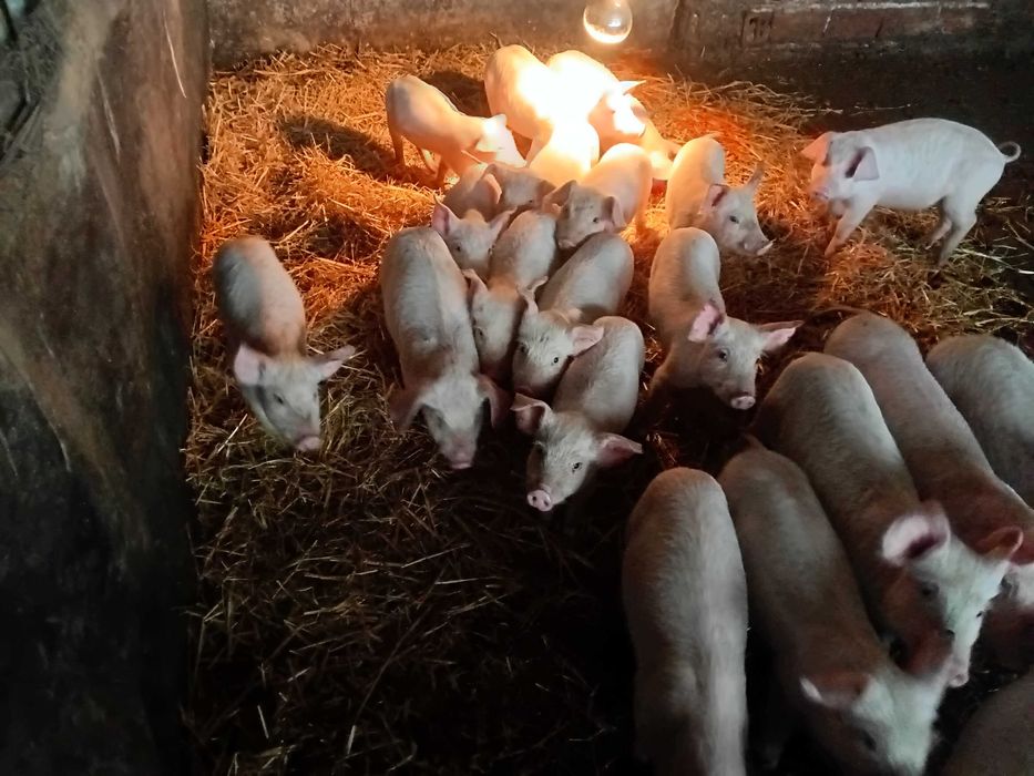 Малки и големи прасета