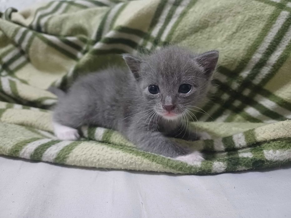 Отдам котят в хорошие руки