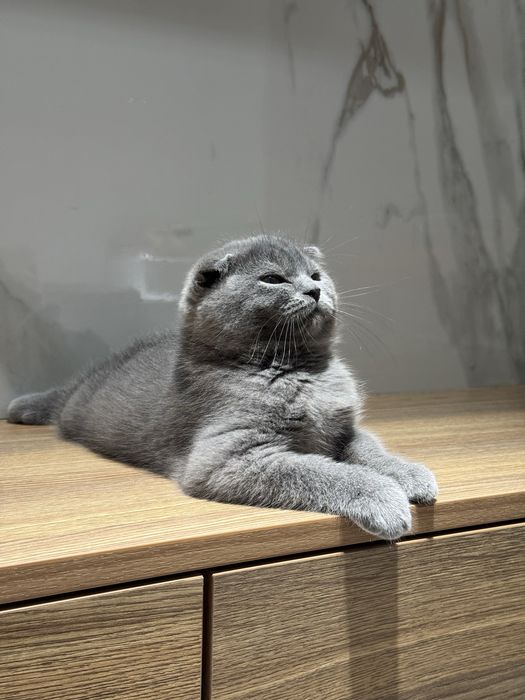 Скоттиш фолд котята