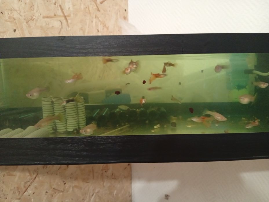 Непривередливые рыбки гуппи