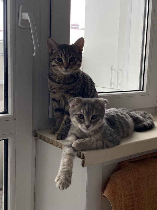 Отдам котов в добрые руки