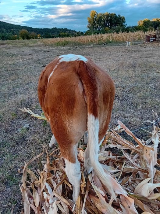 Vitea baltata romaneasca
