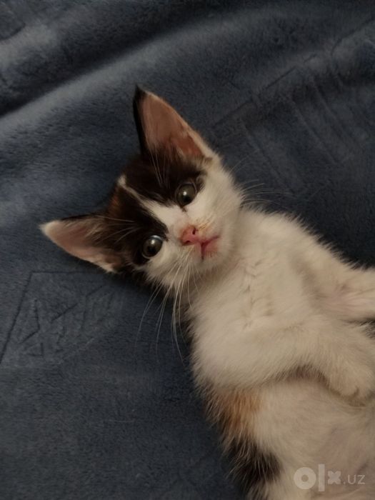 Отдам котёнка с маской Бэтмена