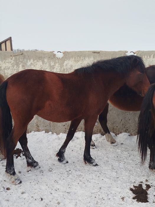 Продам кабылу жеребую 9 лет