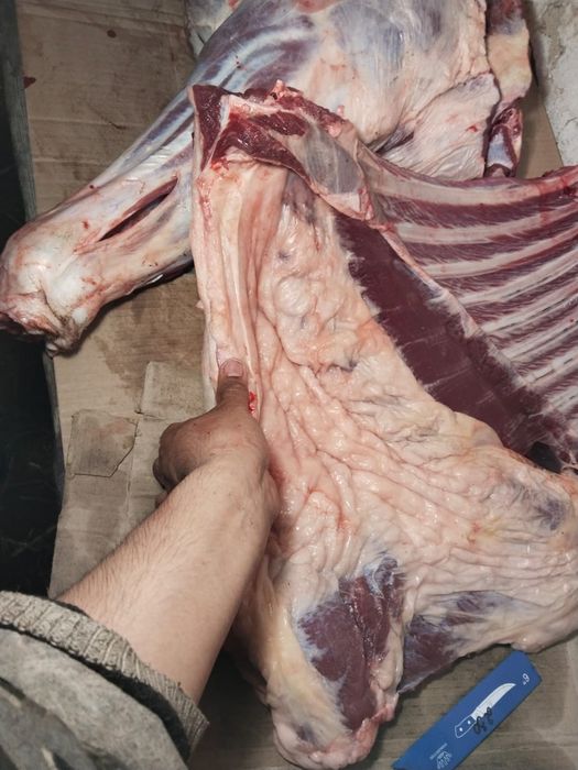 Мясо продаем конина.